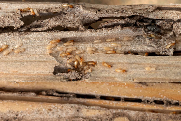 Best Pest Removal Services  in Goodhue, MN